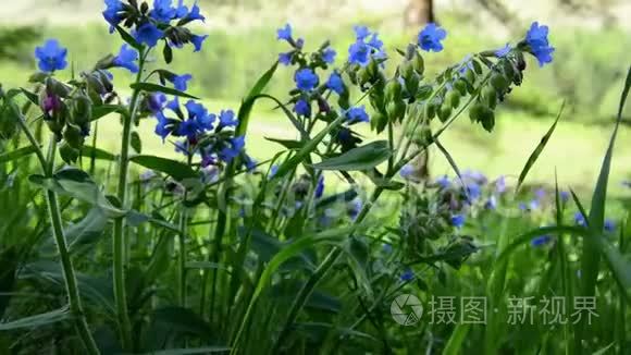 在森林背景下的波罗的海开花镜头