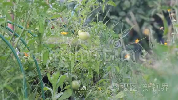 未成熟的番茄果实视频