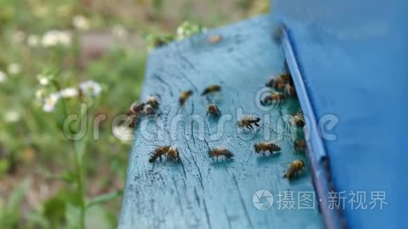 蜜蜂在蜂巢的入口处飞翔视频