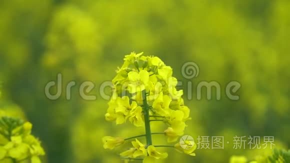 田野里油菜花的特写视频