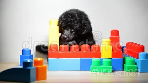 小狗肖像玩具桌背景高清镜头视频
