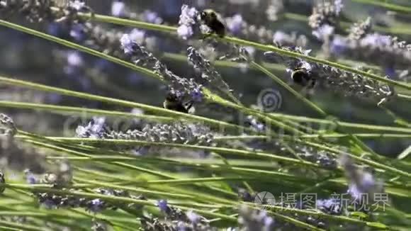 薰衣草和大黄蜂的特写镜头收集花蜜或花粉并在草地上授粉