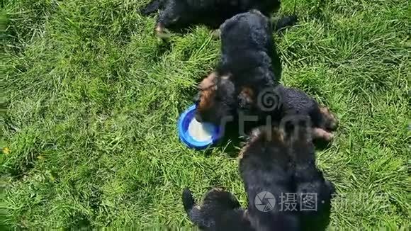 俯视图德国牧羊犬喝蓝碗牛奶视频