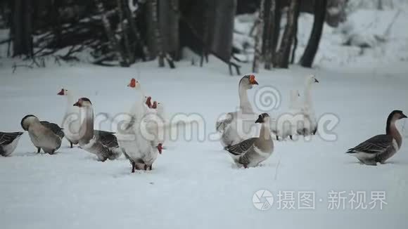 冬天家鹅户外.. 鹅在冬天的新星森林里行走。