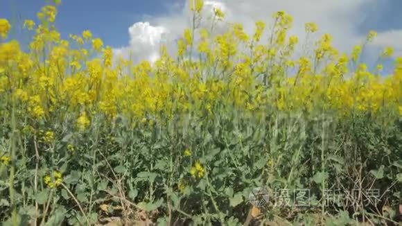 蓝天下的油菜花田视频