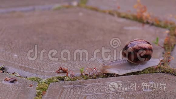 蜗牛正过马路视频