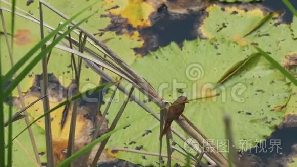 澳大利亚泰托湿地红绿鸟视频