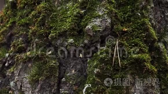 夏天森林里的苔藓树干视频