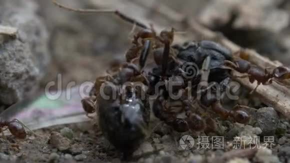 巨蚁吞噬一只巨大的虫蝇视频