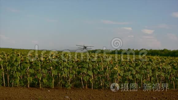 田野里有向日葵，一只白色的悬挂式滑翔机，用向日葵在田野上喷洒肥料。
