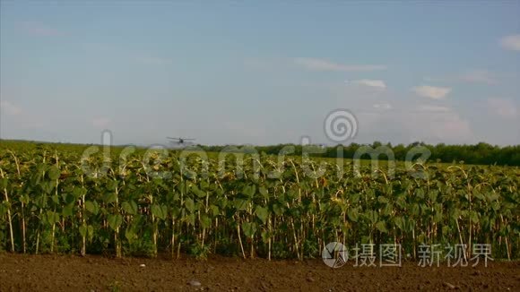 田野里有向日葵，一只白色的悬挂式滑翔机，用向日葵在田野上喷洒肥料。