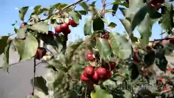 红熟的天堂苹果视频