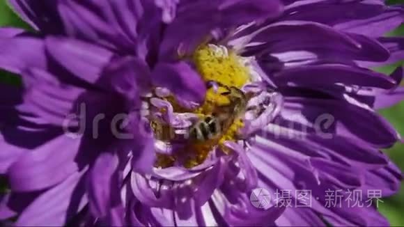 蜜蜂在一个花特写视频