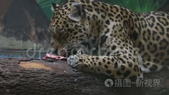 饥饿的豹子在动物园吃肉视频