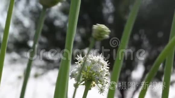 花植物学花序伞形花序视频