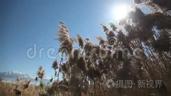 湖植物变焦视频