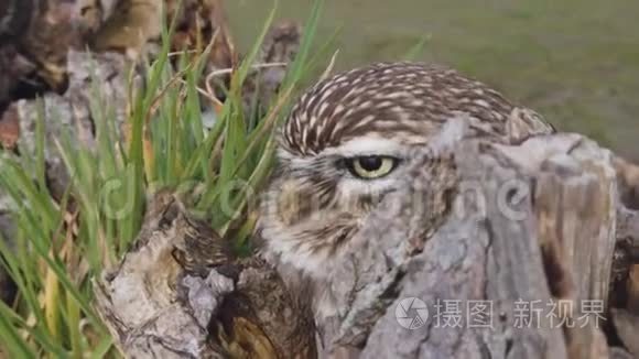 小猫头鹰栖息在树干上视频