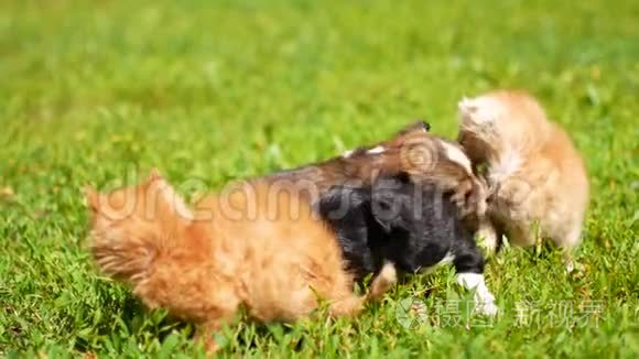 小猫和小狗在草地上玩耍视频