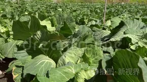 4K，一个新生长的卷心菜田的中国景观。 农业。
