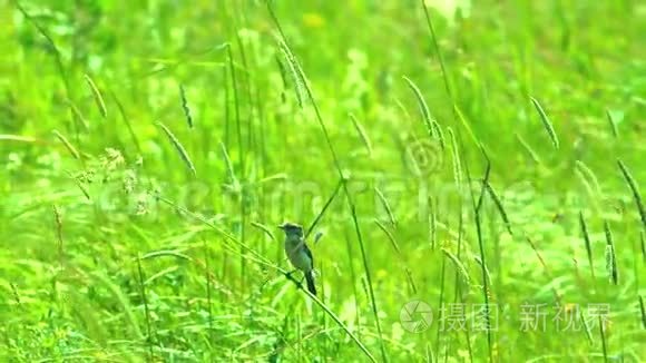 野地里坐在草地上的小鸟视频