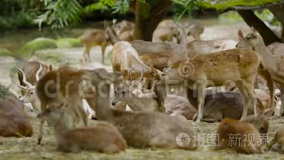 一群在动物园放松的沼泽爱好者视频