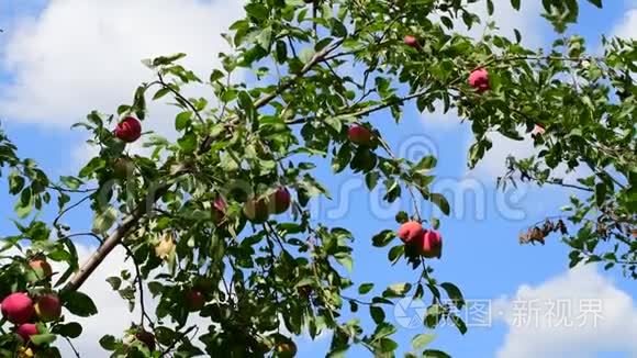 花园里树上的苹果。 在蓝天的背景下