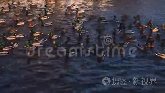 日落时，许多野鸭漂浮在池塘里。 美丽的自然野生动物4k