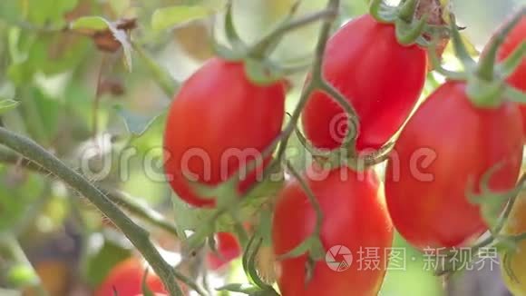 西红柿挂在灌木丛上视频