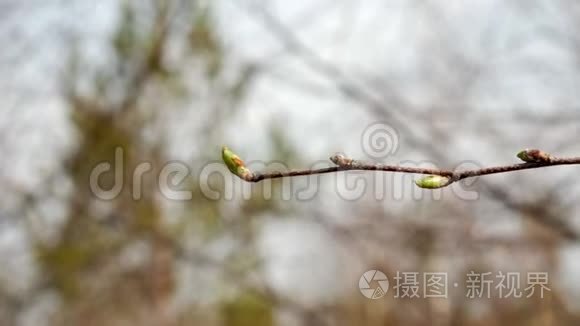 枝的幼桦树芽自然春.. 快关门。