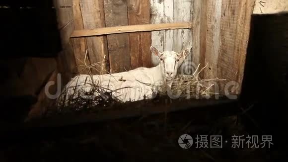 山羊躺在马厩的干草上视频