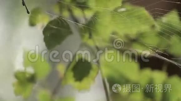 蜘蛛网的树视频