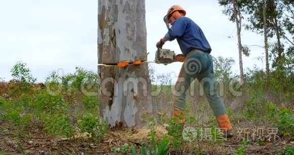 伐木工人砍伐森林中的树木视频