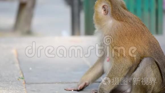 猴子从女孩手里拿坚果视频