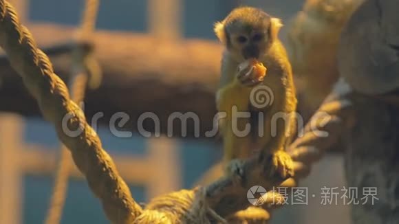 猴子吃芒果视频