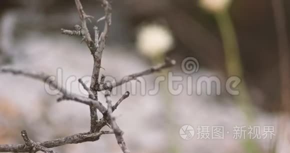 沙漠小花焦点拉拍视频