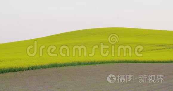 连绵起伏的山丘上盛开着油菜花视频