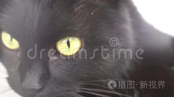 黑色疯狂的疯猫闭上眼睛看着视频