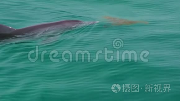 海豚在澳大利亚免费游泳视频