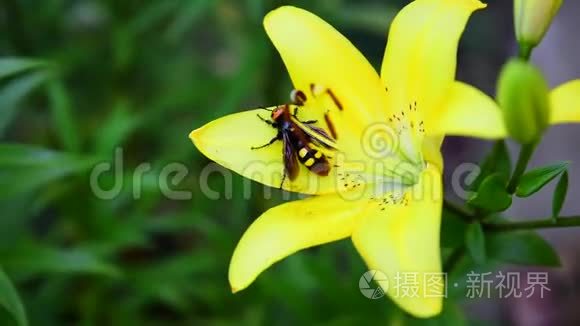 大黄蜂坐在黄花菜上视频