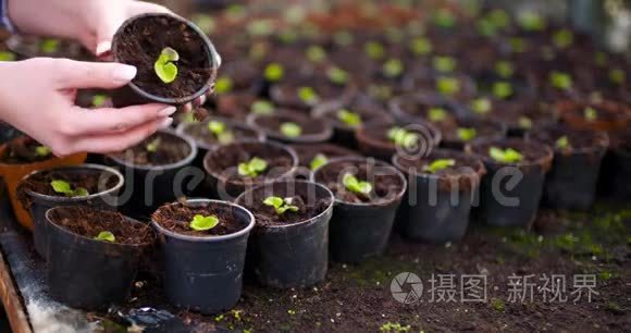 园艺师在温室农业中考察花卉视频