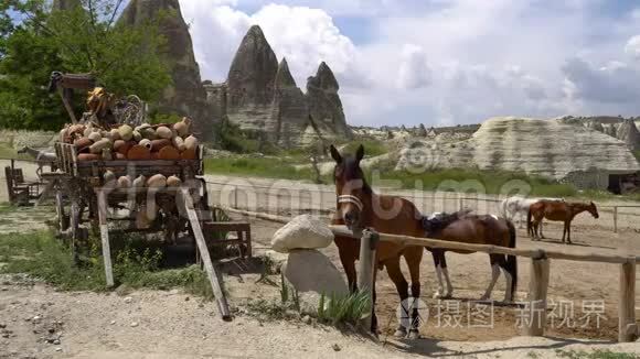 土耳其卡帕多西亚牧场上的马。 德拉特靠近围栏与光荣的棕色马。