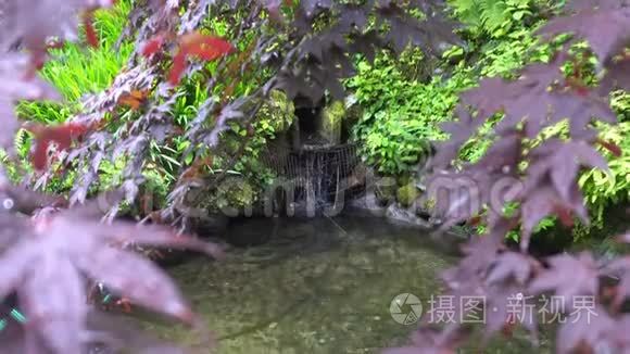 日本植物园，有红色和绿色的叶子，水从雪中融化