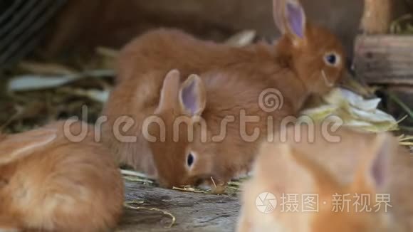 小红兔在笼子里视频