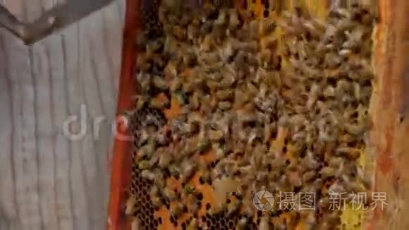 养蜂人切牛肉卷视频