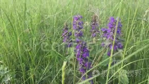 野田大自然中的紫花.. 盛开的薰衣草花田，红色的生活方式下夏日夕阳