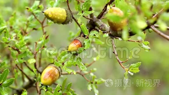 雨天栎类野生植物视频