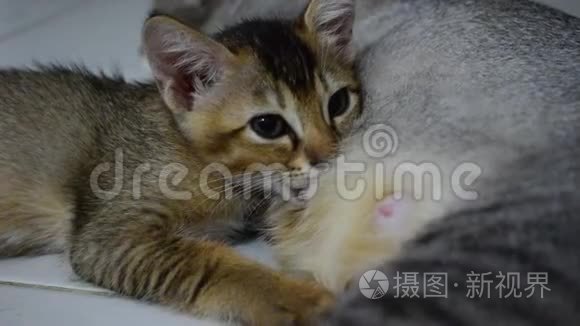 可爱小猫大圆眼护理牛奶视频