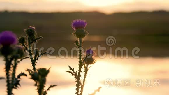 草花草甸近夕阳..