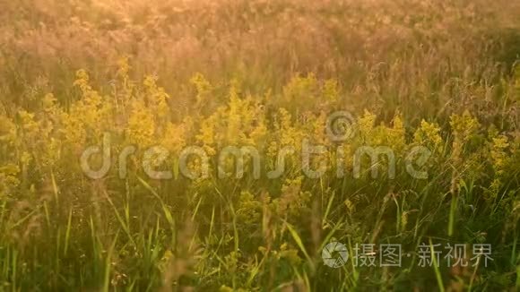 日落时背光的野草视频