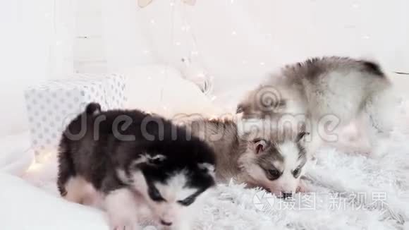 三只纯种哈士奇小狗躺在床上视频